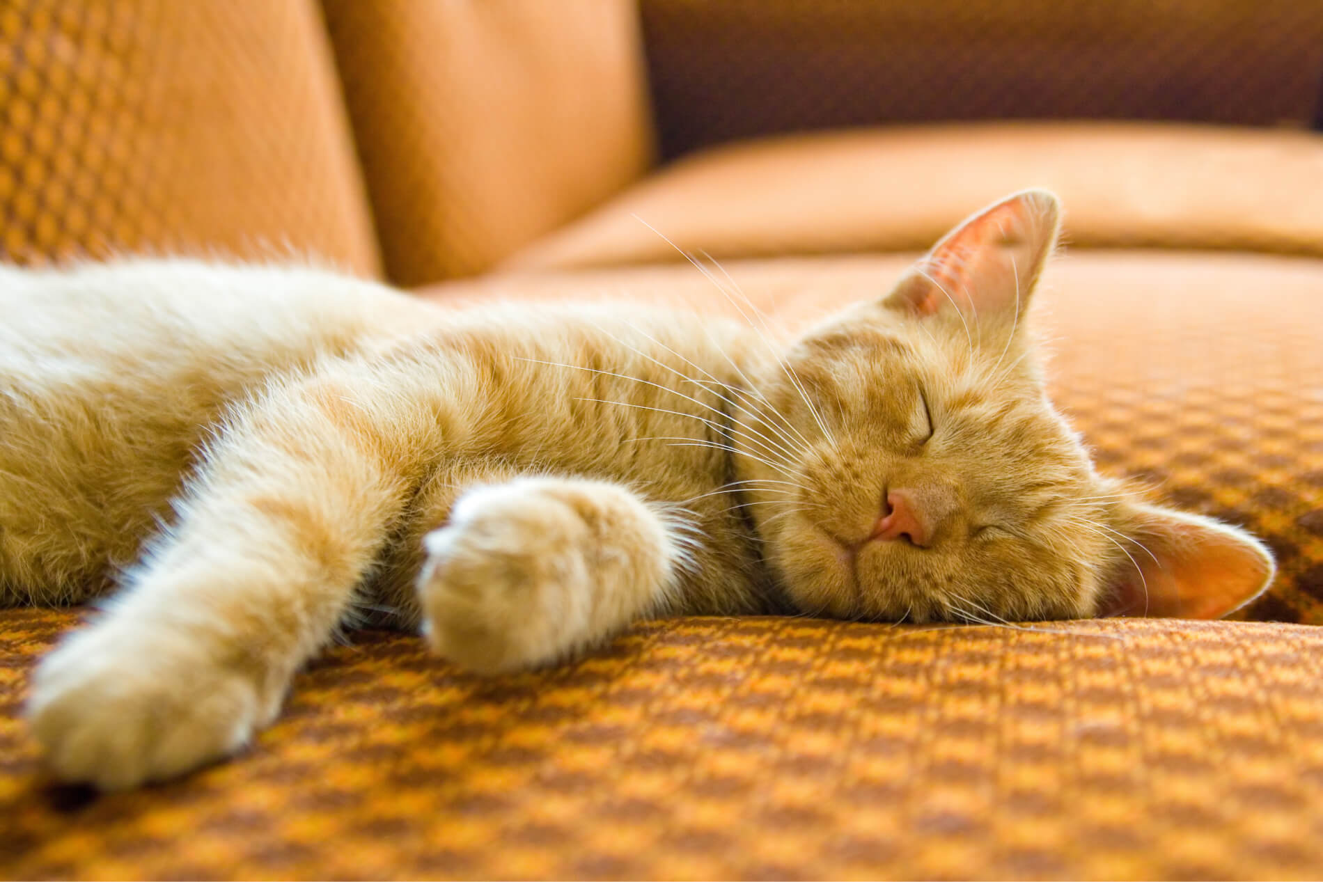 El gato duerme mucho: ¿a qué se debe?